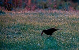 11 Dsc_1829b 600